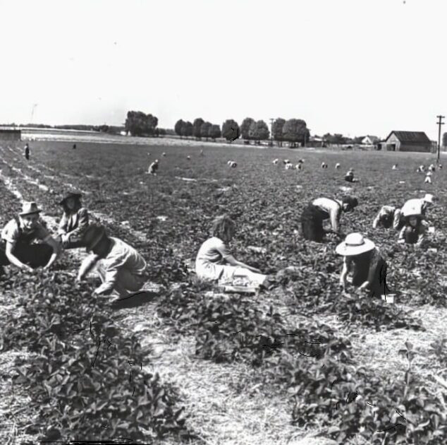 Tennessee’s Sumner County, 1942: A Glimpse into Portland’s Strawberry Harvest