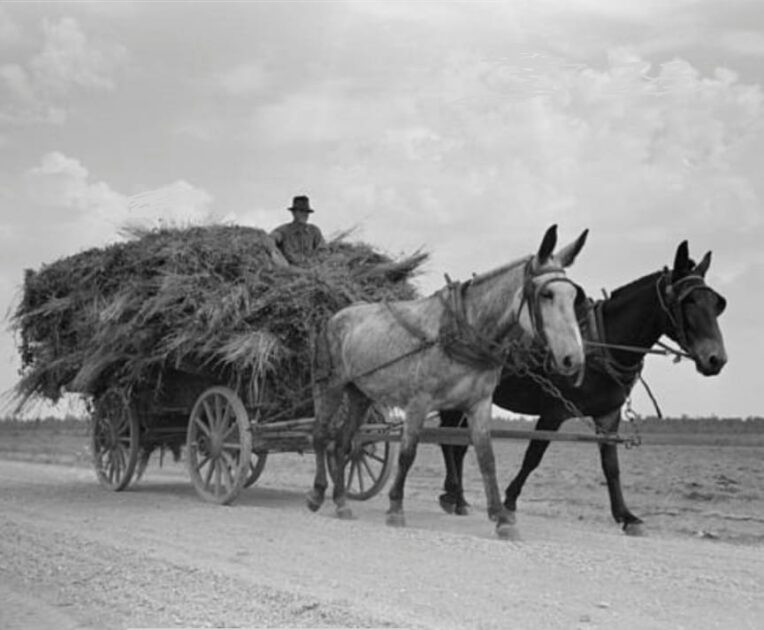 1938 in Arkansas. Moving soybean hay to the barn at the Lake Dick Project in Arkansas.